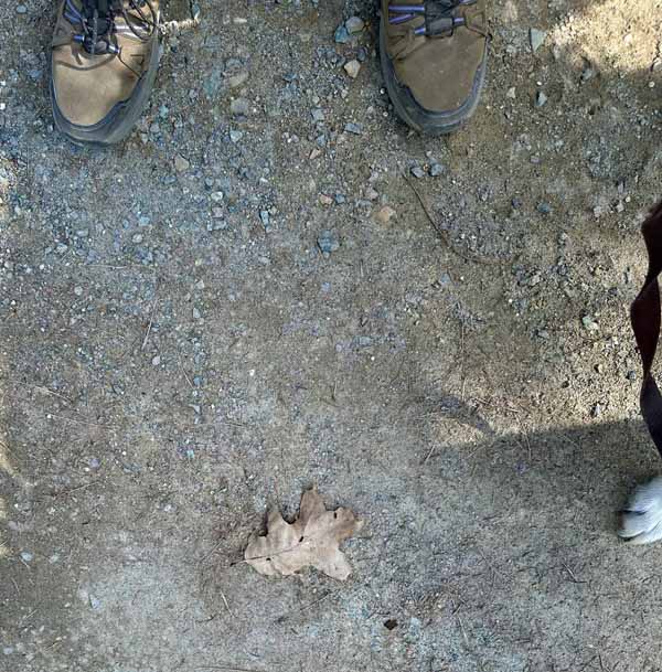 leaf-on-trail