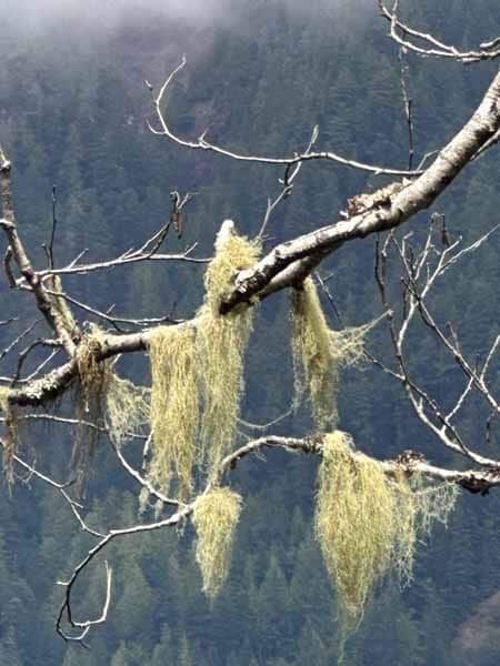 Moss moss-hanging-from-tree-branch
