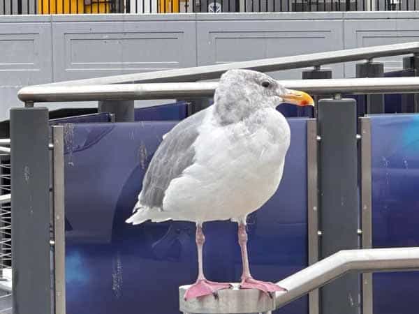 Seagull Seagull
