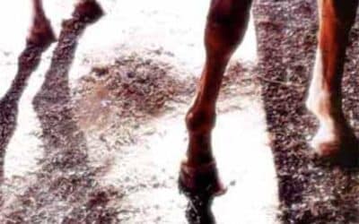 The Noticing Manifesto