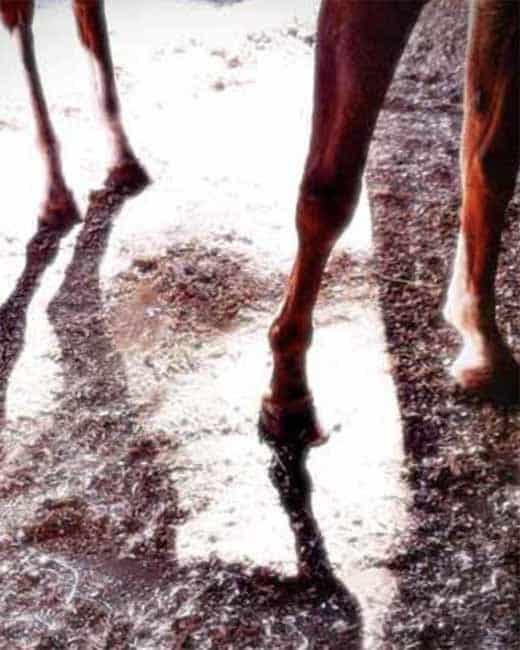 4 on the Floor Close-up of four horse legs in morning light, casting long shadows on the ground.