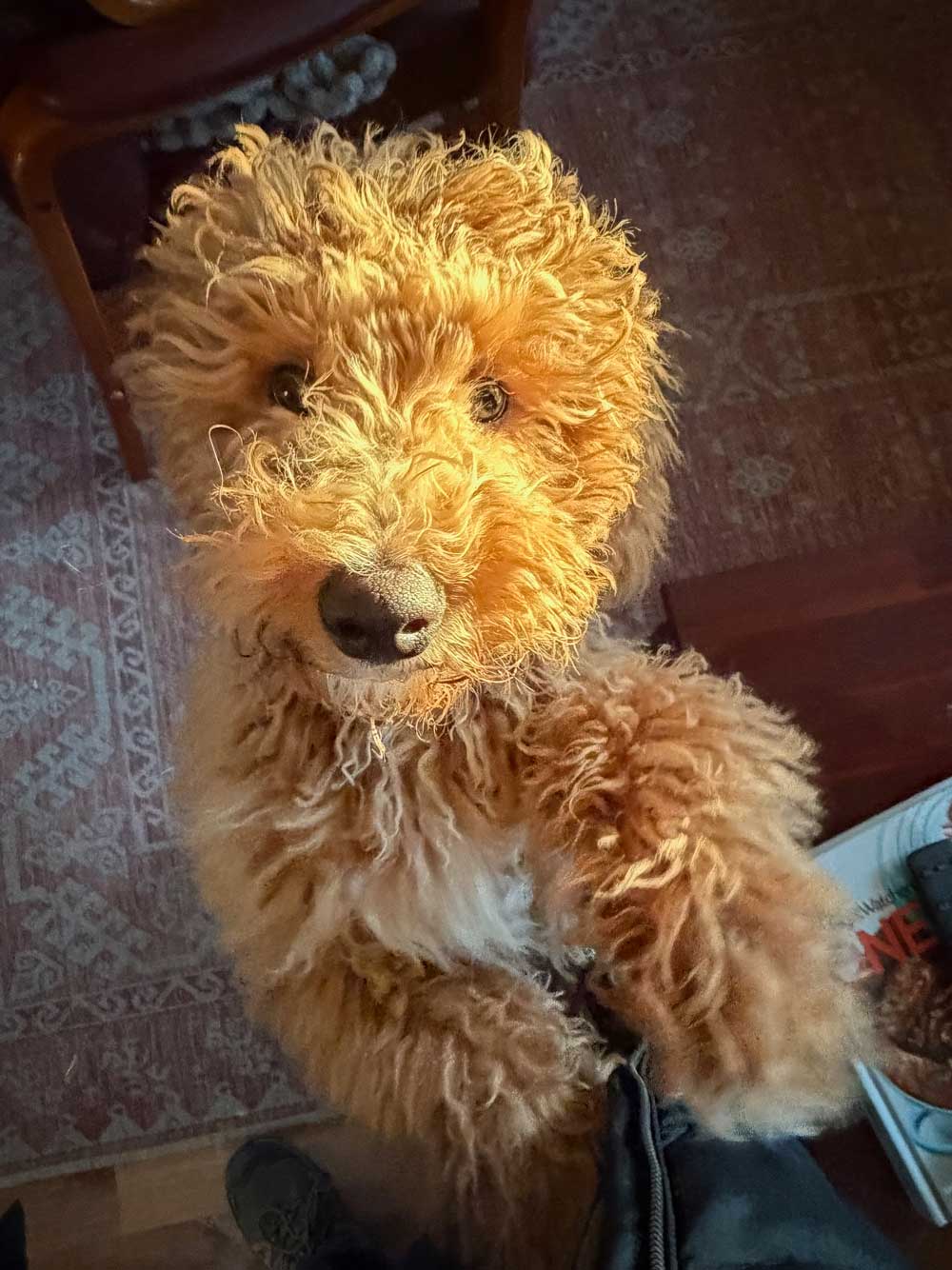 Charlie A fluffy, curly-coated puppy stands upright with paws on a person’s leg, gazing up with bright eyes in warm indoor light, a moment of noticing joy.