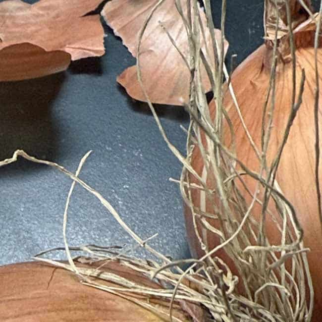Onion Close-up of onion roots forming tangled, scribble-like textures, by PNW artist Susan Lobb Porter