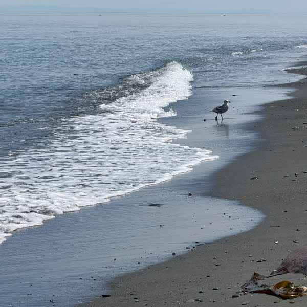 Beach Day Small shorebird walking along the edge of a gentle wave on a sandy beach at Ediz Hook in Port Angeles, Washington during a day of creative inspiration renewal.