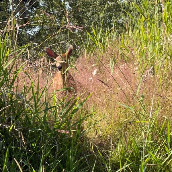 A young fawn stands quietly in tall grasses beside a pond, surrounded by soft pink flowering weeds in the evening light.