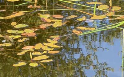 Noticing: The Shape of Quiet