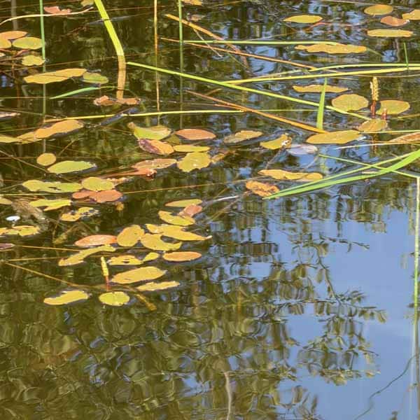Pond A calm view of lily pads floating along the surface of a pond