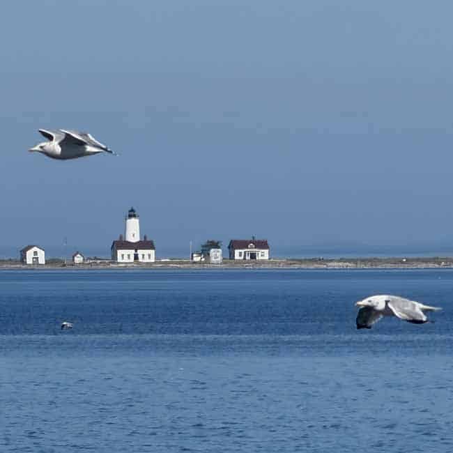 Lighthouse Lighthouse in the distance. Seagulls flying over the water taking care of their business